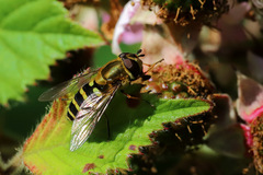 Syrphus torvus