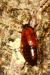 Parcoblatta fulvescens