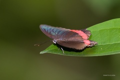 Biblis