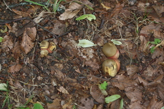 Neoboletus xanthopus