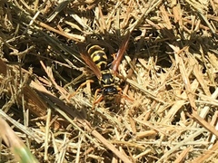 Polistes dominula