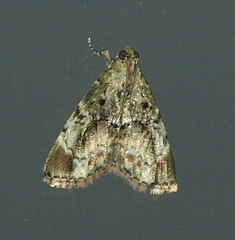 Stericta bryomima