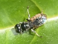 Clitemnestra