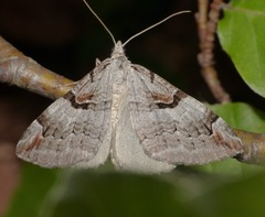 Aplocera praeformata