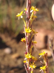 Struthiola eckloniana