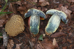 Neoboletus xanthopus