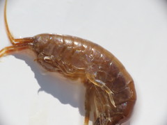 Gammarus oceanicus