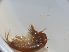 Gammarus oceanicus