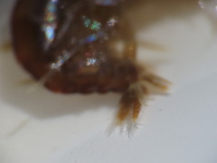 Gammarus oceanicus
