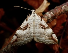 Aplocera praeformata