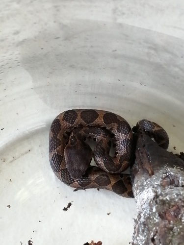 Guatemalan Jumping Pitviper