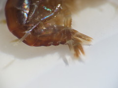 Gammarus oceanicus