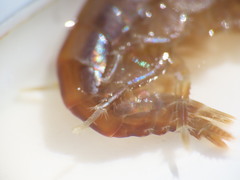 Gammarus oceanicus