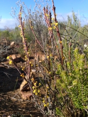 Struthiola eckloniana
