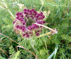 Daucus muricatus