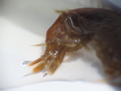 Gammarus oceanicus