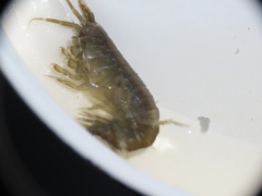 Gammarus oceanicus