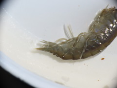 Gammarus oceanicus