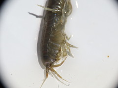 Gammarus oceanicus