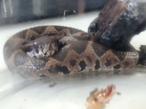 Guatemalan Jumping Pitviper