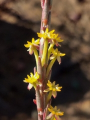 Struthiola eckloniana
