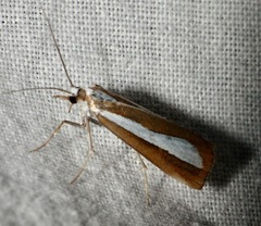 Catoptria pyramidellus