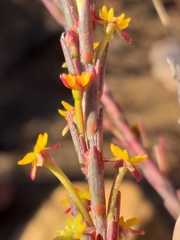 Struthiola eckloniana