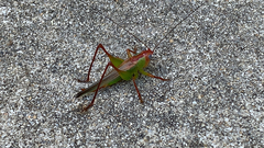 Orchelimum pulchellum