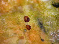 Margarites helicinus