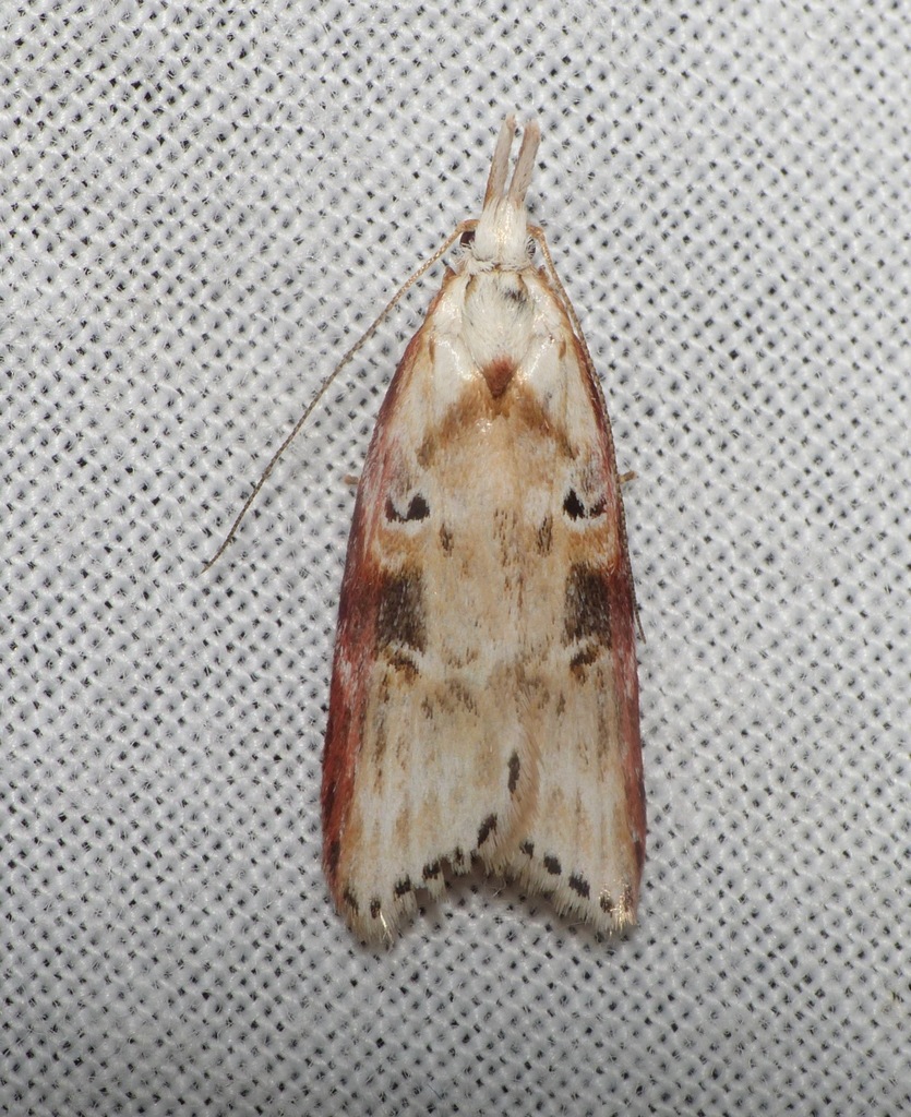 Anchinia