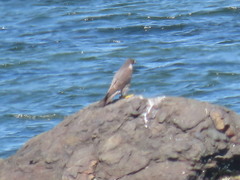 Falco peregrinus anatum