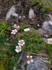 Potentilla clusiana