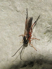 Diplazontinae