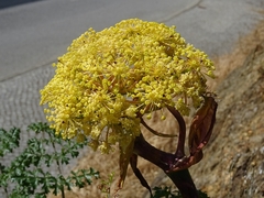 Thapsia foetida