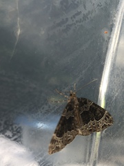 Ecliptopera silaceata