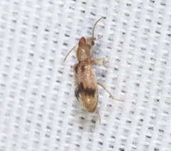 Notoxus desertus