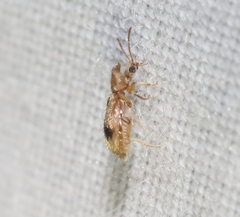 Notoxus desertus