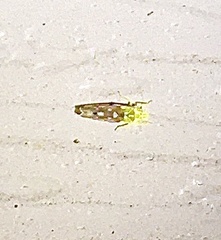 Erythroneura reflecta