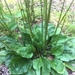 American Plantain - Photo (c) jsm1031, some rights reserved (CC BY-NC)