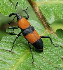Rhodobaenus