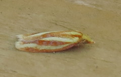 Sparganothis tristriata