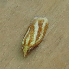 Sparganothis tristriata