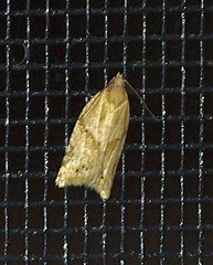 Clepsis therina
