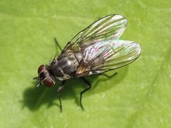 Limnophora maculosa