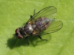 Limnophora maculosa