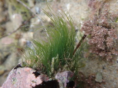 Chaetomorpha linum