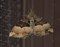 Chrysolarentia lucidulata