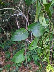 Mandevilla rugellosa