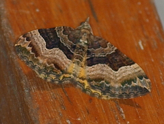 Chrysolarentia lucidulata
