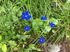 Gentiana bavarica